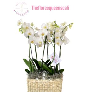 ORQUIDEA 1 - FLORISTERIAS EN CALI