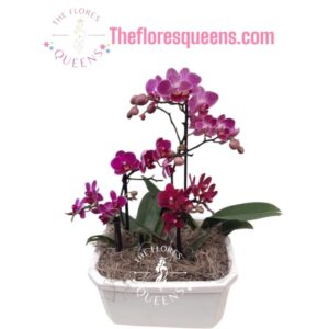 ORQUIDEA 2 - FLORISTERIAS EN CALI