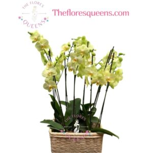 Orquídeas Phalaenopsis en Cali