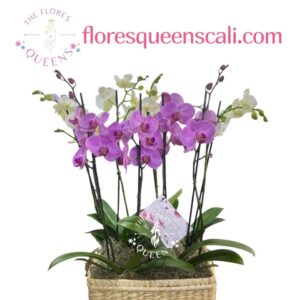 ARREGLO ORQUIDEA  13 - FLORISTERIAS EN CALI