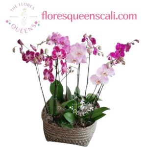 ARREGLO ORQUIDEA  10 - FLORISTERIAS EN CALI