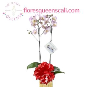 ARREGLO ORQUIDEA  8 - FLORISTERIAS EN CALI