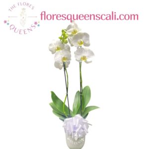 ORQUIDEA FUNEBRE 7 - FLORISTERIAS EN CALI