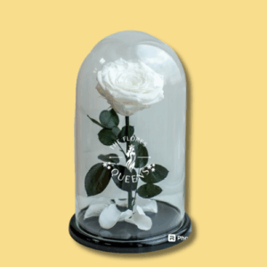 Rosas Preservadas en Cali