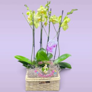 ARREGLOS DE ORQUIDEA PHALAENOPSIS EN CALI